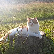 Gizzy joined the competition — help win amazing prizes! cat, animal, outdoor, grass, sunlight, tree_stump, nature, pet, feline, fluffy, relaxing, morning, field, wild_grass, sunbeam, calm, orange_and_white, resting, cute, serene