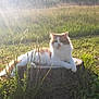 cat, animal, outdoor, grass, sunlight, tree_stump, nature, pet, feline, fluffy, relaxing, morning, field, wild_grass, sunbeam, calm, orange_and_white, resting, cute, serene