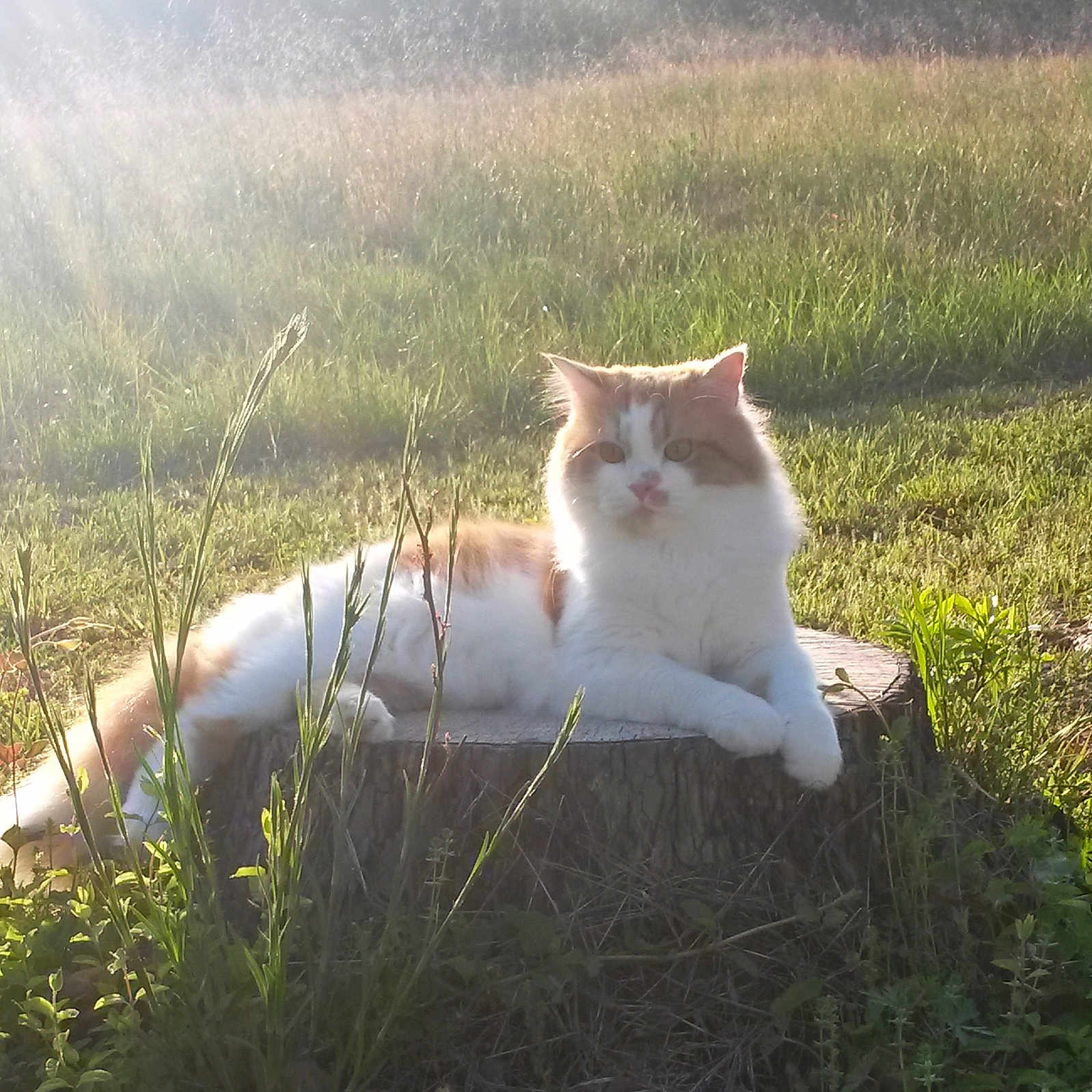 Gizzy joined the competition — help win amazing prizes! animal, calm, cat, cute, feline, field, fluffy, grass, morning, nature, orange_and_white, outdoor, pet, relaxing, resting, serene, sunbeam, sunlight, tree_stump, wild_grass