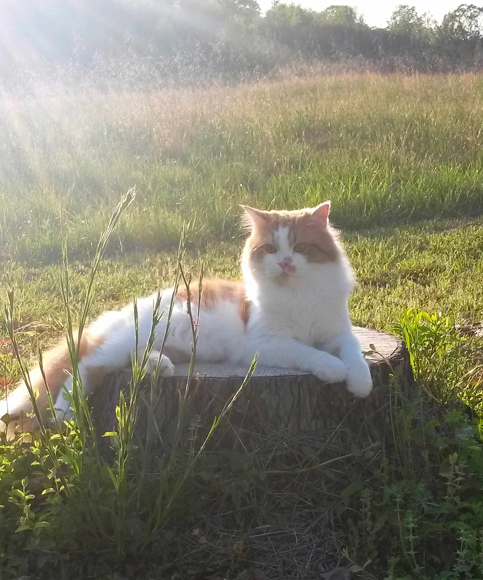 Gizzy joined the competition — help win amazing prizes! cat, animal, outdoor, grass, sunlight, tree_stump, nature, pet, feline, fluffy, relaxing, morning, field, wild_grass, sunbeam, calm, orange_and_white, resting, cute, serene