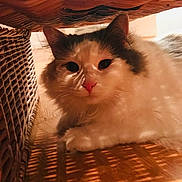 Dumo joined the competition — help win amazing prizes! animal, cat, chair, closeup, cozy, cute, ears, feline, fluffy, fur, gray, indoor, pet, pink_nose, resting, shadow, whiskers, white, wicker, wooden_floor