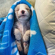Bizkit joined the competition — help win amazing prizes! puppy, dog, blanket, blue_blanket, sleeping, nap, cute, fur, paw, cozy, indoor, couch, textile, pattern, soft, pet, rest, small, adorable, relax