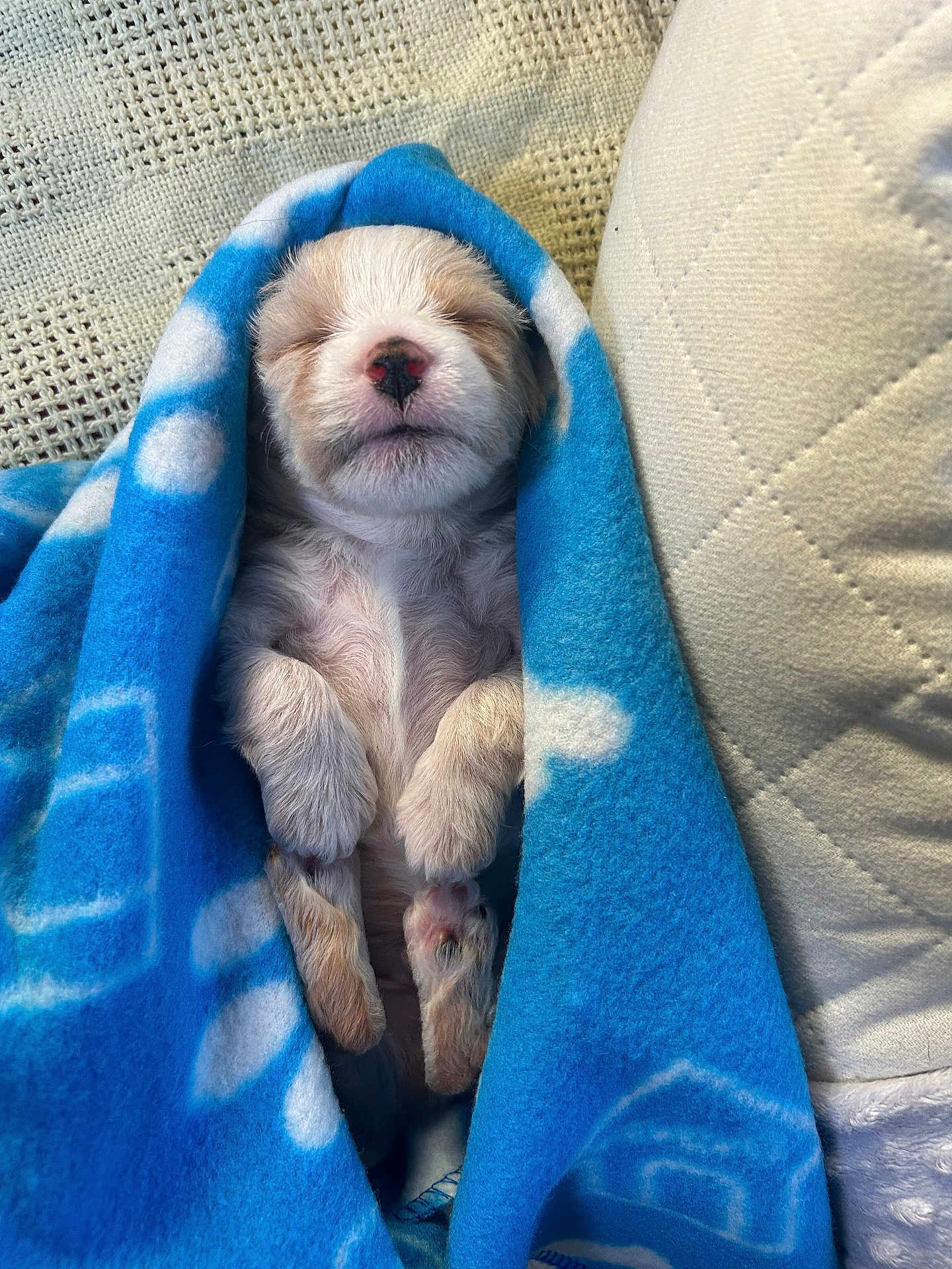 Bizkit joined the competition — help win amazing prizes! puppy, dog, blanket, blue_blanket, sleeping, nap, cute, fur, paw, cozy, indoor, couch, textile, pattern, soft, pet, rest, small, adorable, relax