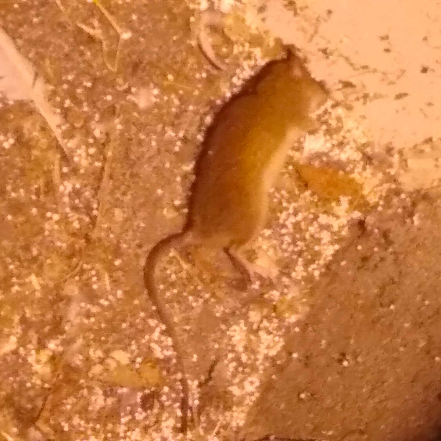 Glouton a rejoint le concours — aidez-le/la à gagner de superbes lots ! amber, amphibian, brown, dish, lizard, macro_photography, pest, soil, terrestrial_animal