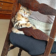 Myrtille participe au concours pour gagner de l'argent avec cette photo : cat, kitten, tabby, wooden_chair, cushion, indoor, person, casual_clothing, floor, legs, curious, pet, feline, resting, furniture, home, comfort, animal, cute, relaxed