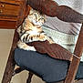 animal, casual_clothing, cat, comfort, curious, cushion, cute, feline, floor, furniture, home, indoor, kitten, legs, person, pet, relaxed, resting, tabby, wooden_chair