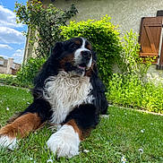Rikyki participe au concours pour gagner de l'argent avec cette photo : dog, bernese_mountain_dog, grass, flower, daisy, garden, house, window, shutter, bush, sunny, outdoor, pet, canine, nature, fur, relaxed, daytime, blue_sky, cloud