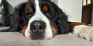 Rikyki participe au concours pour gagner de l'argent avec cette photo : dog, bernese_mountain_dog, lying_down, indoors, floor, close_up, pet, animal, canine, fur, nose, whiskers, relaxed, brown, black, white, ears, home, tile, resting