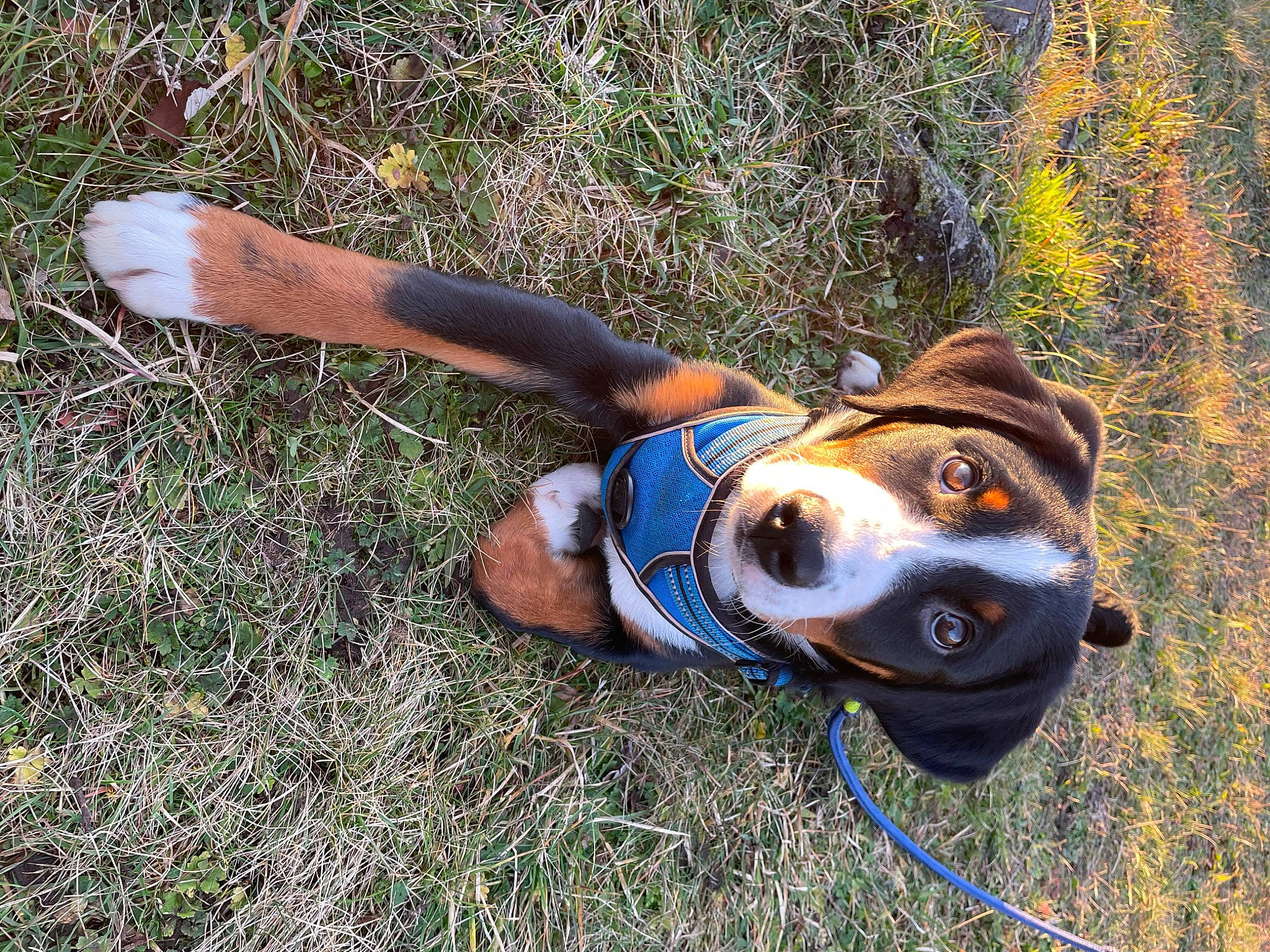 Sooty participe au concours pour gagner de l'argent avec cette photo : canidae, carnivore, collar, companion_dog, dog, dog_breed, dog_clothes, dog_collar, dog_supply, electric_blue, fawn, grass, hound, leash, personal_protective_equipment, plant, snout, sporting_group, sunglasses, working_animal