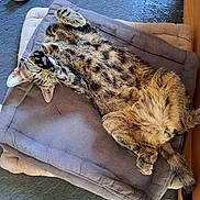 Choubidoo a rejoint le concours — aidez-le/la à gagner de superbes lots ! cat, tabby, pet, animal, feline, cushion, paw, sleeping, relaxed, indoor, toy, floor, fur, whiskers, tail, resting, cozy, cute, home, playful