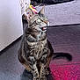 cat, tabby, green_eyes, sitting, meowing, indoor, floor, plush_toy, cushion, pet, animal, fur, whiskers, ears, tail, expression, home, domestic, cute, surprised