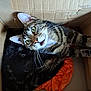 cat, tabby_cat, cardboard_box, orange_paper, pet, animal, whiskers, fur, indoor, relaxed, curious, looking_up, close_up, cute, domestic_cat, feline, resting, eyes, mouth_open, box
