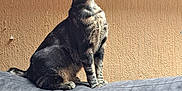 Choubidoo a rejoint le concours — aidez-le/la à gagner de superbes lots ! cat, tabby_cat, sitting, indoor, gray_cushion, orange_wall, whiskers, fur, pet, curious, looking_up, animal, feline, domestic_cat, side_view, texture, cozy, relaxed, portrait, sunlight
