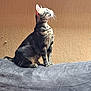 cat, tabby_cat, sitting, indoor, gray_cushion, orange_wall, whiskers, fur, pet, curious, looking_up, animal, feline, domestic_cat, side_view, texture, cozy, relaxed, portrait, sunlight