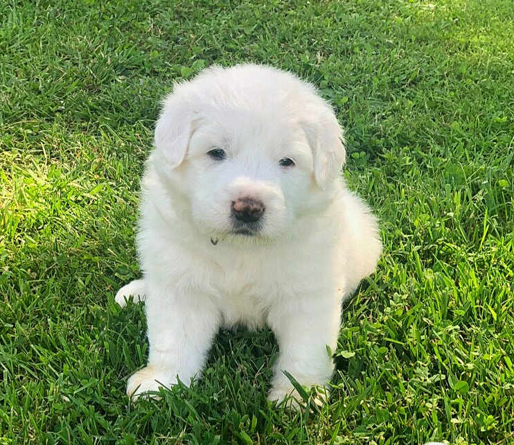Loki joined the competition — help win amazing prizes! puppy, dog, grass, outdoor, cute, white, fluffy, animal, pet, nature, young, fur, sitting, mammal, adorable, small, background, greenery, daylight, playful