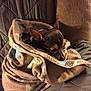 Goku joined the competition — help win amazing prizes! dog, blanket, brown, cozy, resting, cushion, indoor, pet, small_dog, wrapped, fur, ears, sleepy, comfort, home, quilted, fabric, relaxing, warm, animal