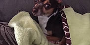Goku is registered to the contest to win money with this photo: animal, black, blanket, brown, comfort, couch, cozy, dog, ears, eyes, fur, home, indoor, looking_up, pet, resting, small_dog, snug, soft_texture, white