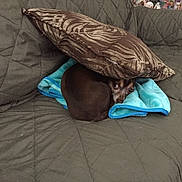 Goku joined the competition — help win amazing prizes! dog, brown, blanket, couch, pillow, pet, indoor, resting, fur, small_dog, looking, cozy, fabric, domestic_animal, curled_up, furniture, home, animal, companion, cute