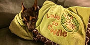 Goku joined the competition — help win amazing prizes! dog, blanket, couch, pet, cozy, wrapped, brown, small_dog, ears, embroidery, text, comfort, indoor, fur, cute, animal, resting, snuggled, green_blanket, relaxed