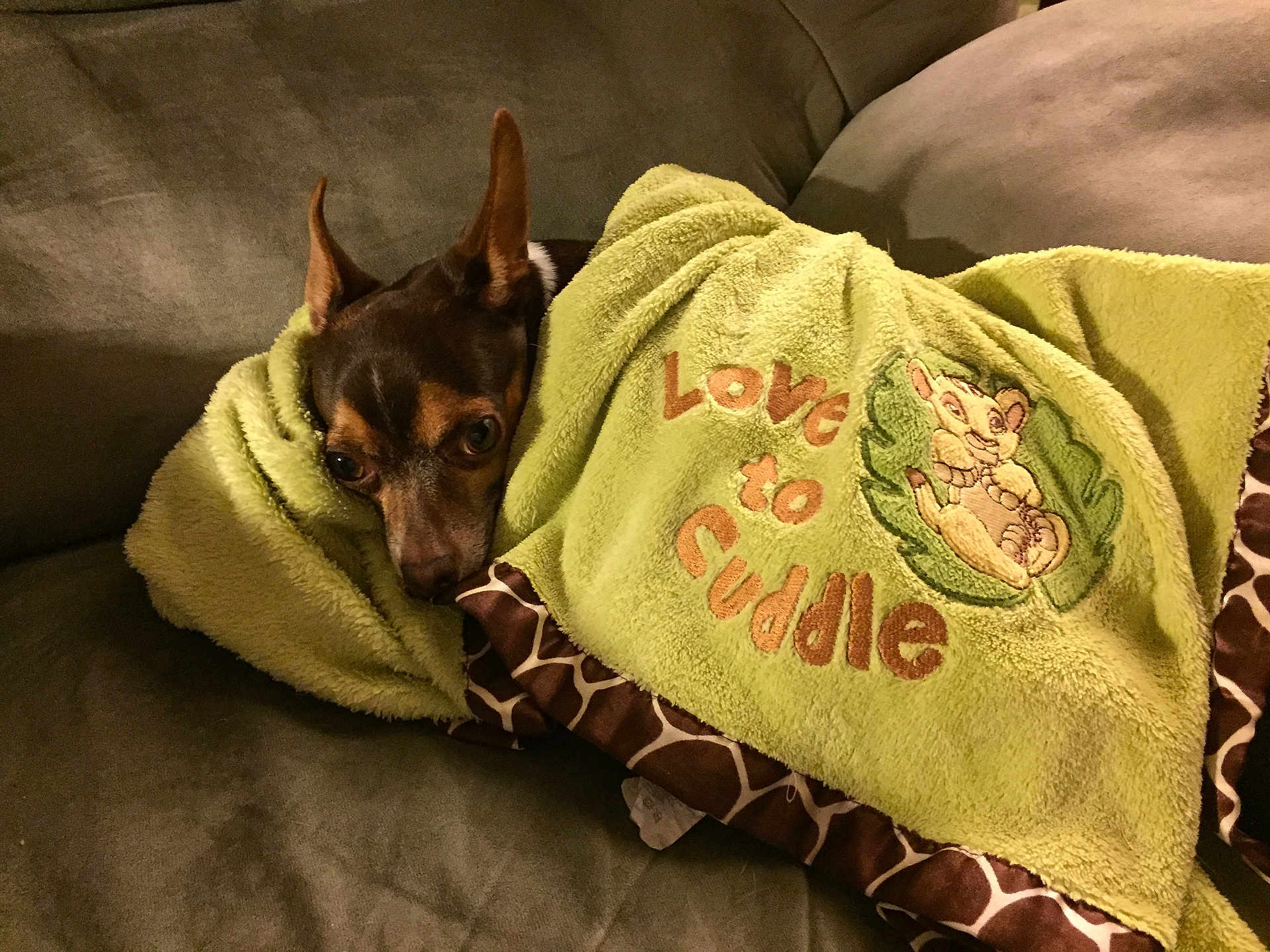 Goku joined the competition — help win amazing prizes! dog, blanket, couch, pet, cozy, wrapped, brown, small_dog, ears, embroidery, text, comfort, indoor, fur, cute, animal, resting, snuggled, green_blanket, relaxed
