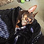 Goku is registered to the contest to win money with this photo: dog, blanket, couch, indoor, pet, cozy, fur, brown, black, white, fabric, resting, comfort, ear, face, animal, home, relaxing, closeup, soft