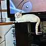 animal, cable, cartoon, cat, cute, dvd_stack, electronics, furniture, home, indoor, living_room, pet, relaxed, shelf, speaker, striped_tail, technology, tv_screen, white_cat, wooden_stairs