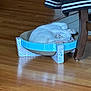 cat, sleeping, cardboard_bed, white_cat, wooden_floor, chair, jacket, cozy, pet, indoor, furniture, relaxing, domestic_animal, curled_up, paw, cute, resting, home, animal, soft