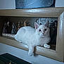 animal, cat, curious, decor, eyes, feline, figurines, frame, home_decor, indoor, magic, pet, portrait, relaxed, resting, shelf, statues, wall, white_cat, wooden_shelf
