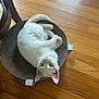cat, kitten, white_cat, blue_eyes, cardboard, scratcher, wooden_floor, indoor, pet, cute, curled_up, looking_up, feline, animal, domestic, fur, whiskers, ears, small, resting