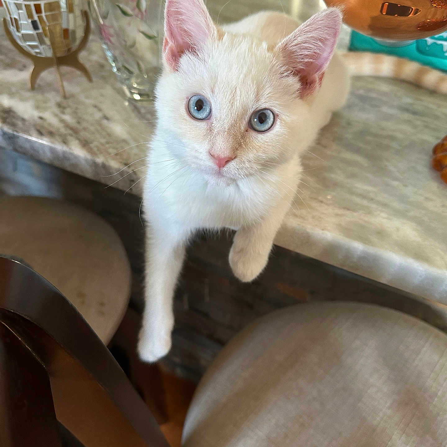 Aerith joined the competition — help win amazing prizes! animal, blue_eyes, cat, chair, close_up, curious, cute, decor, domestic_cat, fur, furniture, household, indoor, kitten, marble_table, paw, pet, table, white_cat, young_cat