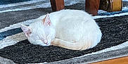 Aerith is registered to the contest to win money with this photo: animal, cat, cozy, curled_up, domestic_cat, feline, floor, fur, indoor, kitten, patterned_rug, peaceful, pet, quiet, resting, rug, sleeping, small_cat, white_cat, wooden_table