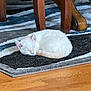 kitten, cat, sleeping, white_cat, fur, curled_up, rug, patterned_rug, wooden_table, floor, indoor, pet, animal, cozy, resting, quiet, small_cat, domestic_cat, feline, peaceful