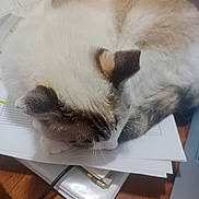 Ms Kitty joined the competition — help win amazing prizes! cat, sleeping, curled_up, fur, indoor, papers, desk, laptop, electronics, wooden_surface, resting, pet, animal, cozy, quiet, home, close_up, whiskers, ears, tabby