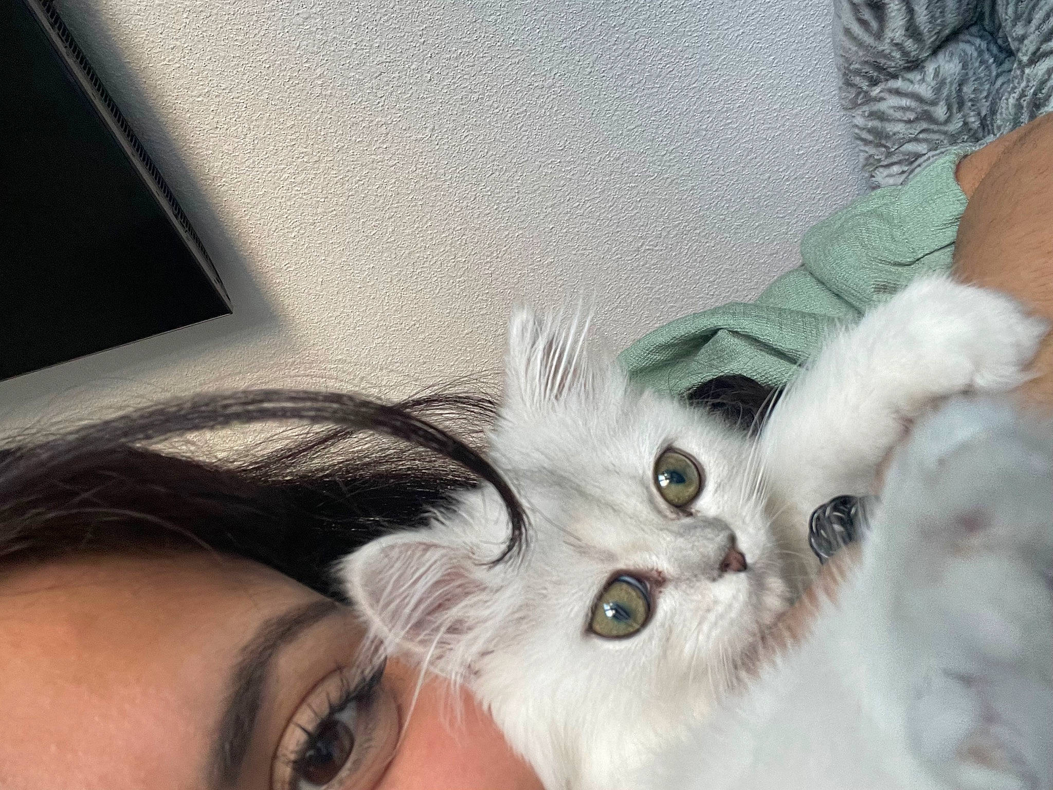 Yuki a rejoint le concours — aidez-le/la à gagner de superbes lots ! carnivore, cat, chest, comfort, ear, eye, eyebrow, eyelash, felidae, fur, gesture, hair, happy, iris, nail, nose, picture_frame, small_to_medium_sized_cats, sunglasses, whiskers