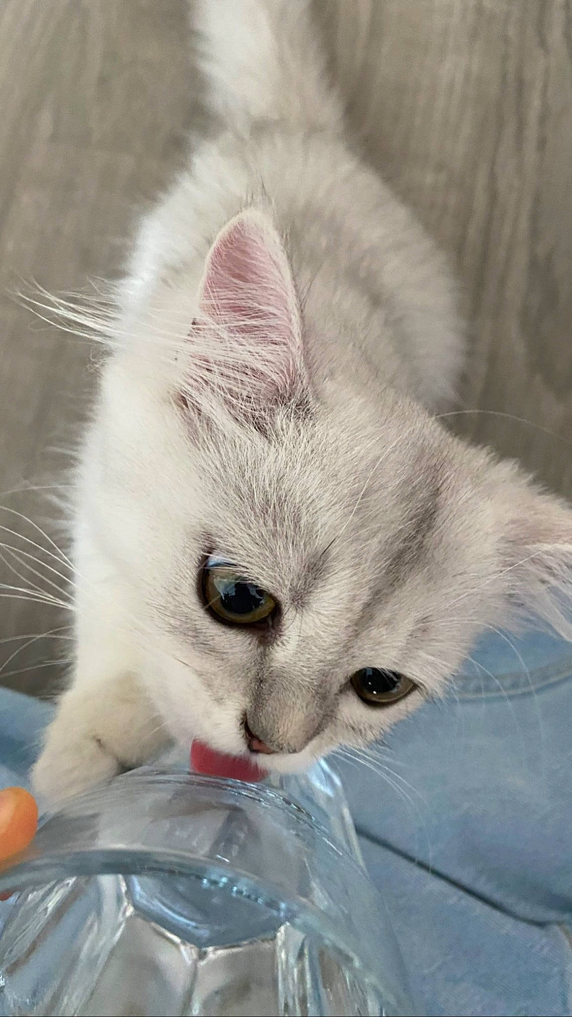 Yuki participe au concours pour gagner de l'argent avec cette photo : carnivore, cat, claw, comfort, domestic_short_haired_cat, eye, felidae, fur, head, paw, small_to_medium_sized_cats, snout, whiskers