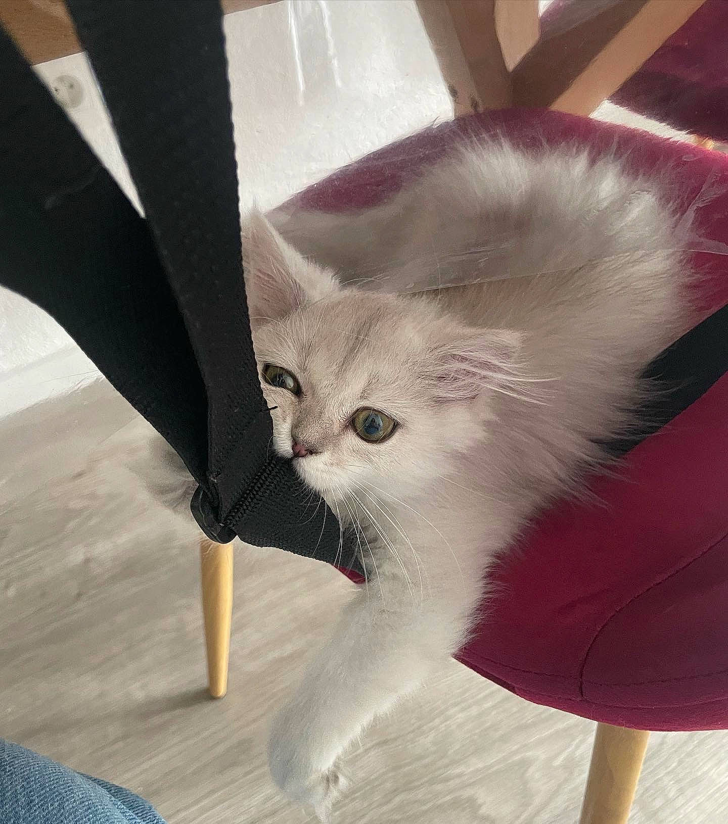 Yuki participe au concours pour gagner de l'argent avec cette photo : bag, carnivore, cat, cat_supply, claw, comfort, domestic_short_haired_cat, fawn, felidae, flooring, foot, fur, gesture, paw, sitting, small_to_medium_sized_cats, snout, tail, whiskers, wood