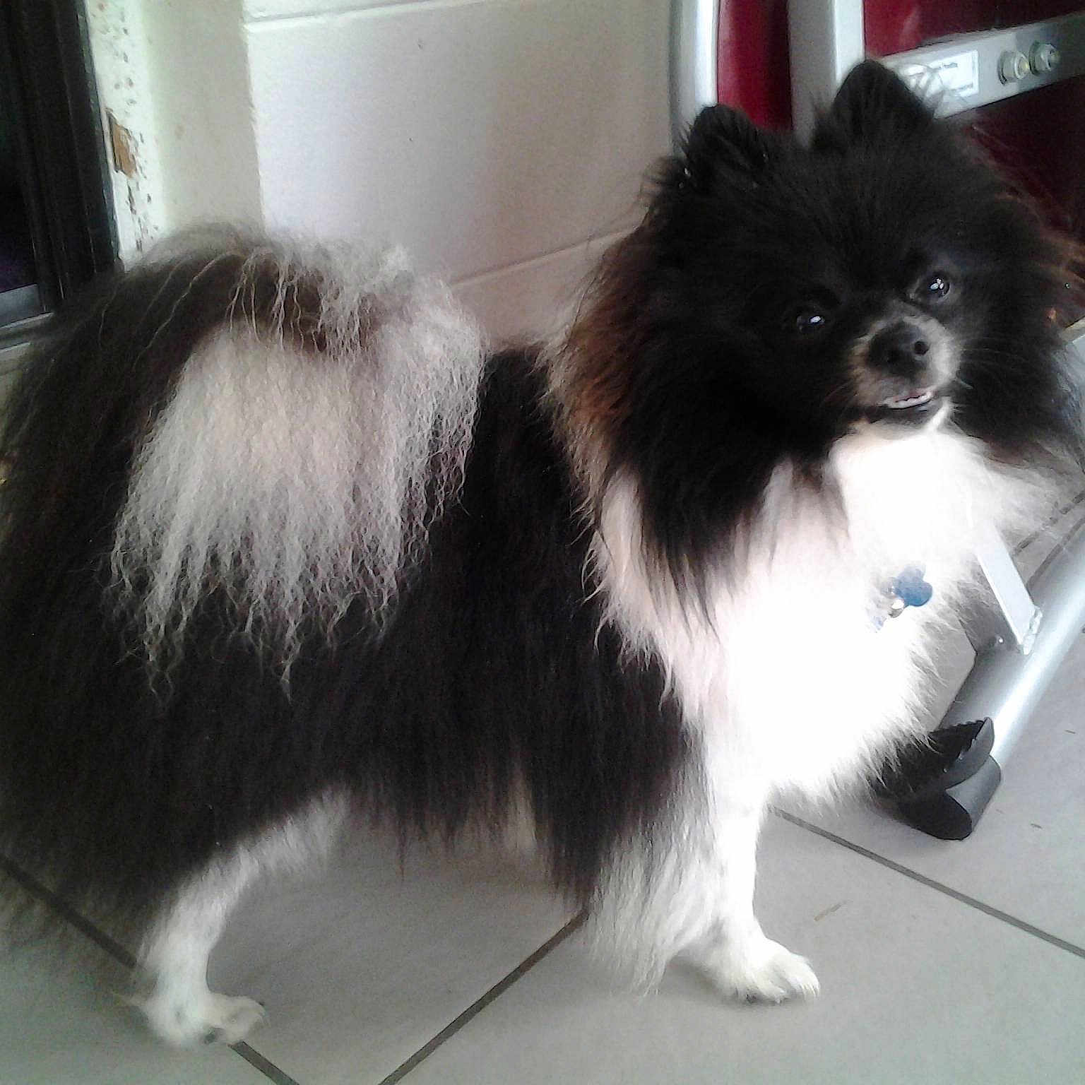 Willow is registered to the contest to win money with this photo: