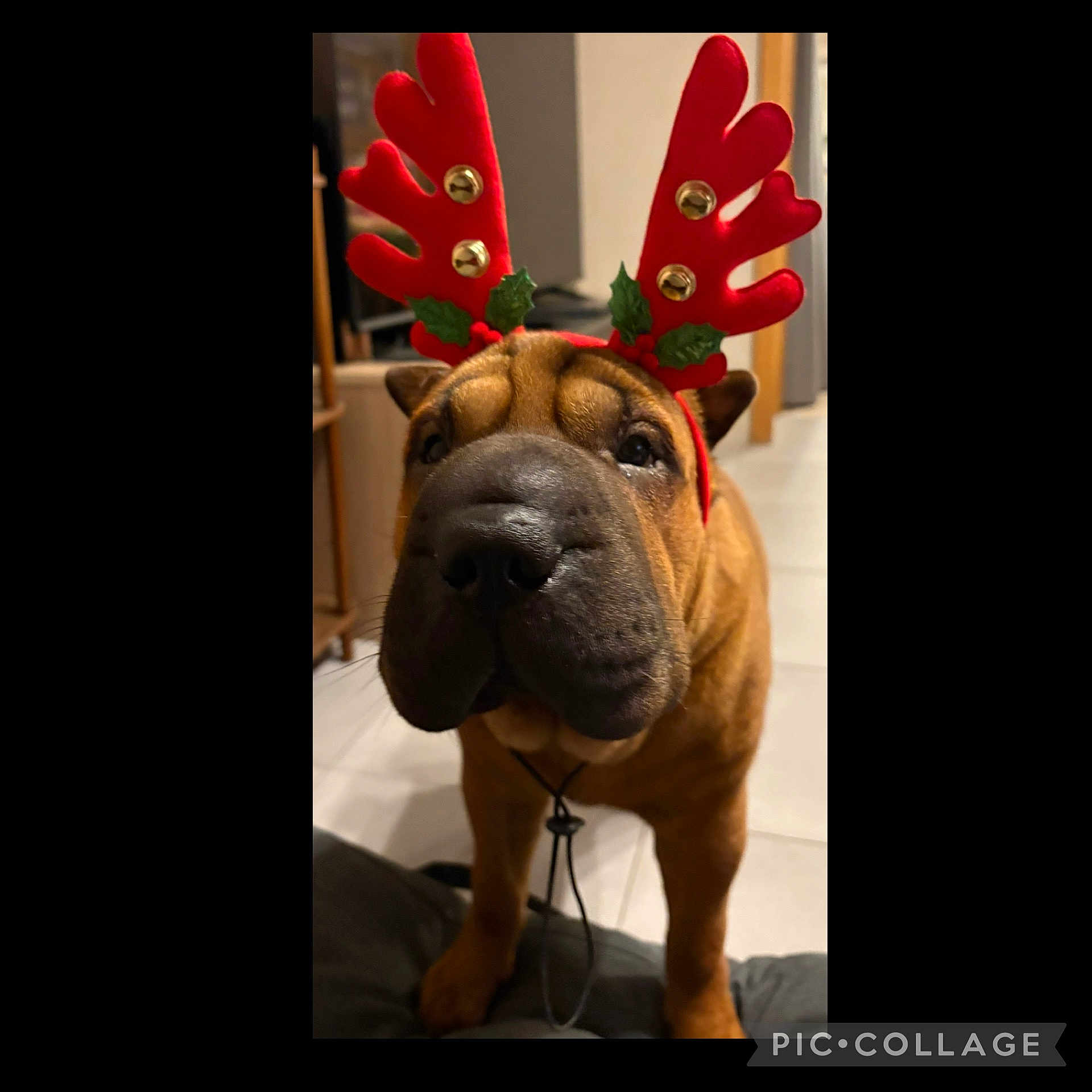 Arwen a rejoint le concours — aidez-le/la à gagner de superbes lots ! animal, architecture, bodypart, boxer, bulldog, canine, dog, finger, frenchbulldog, hand, hound, indoors, interiordesign, labradorretriever, person, pet, pitbull, puppy, snout, whitedog