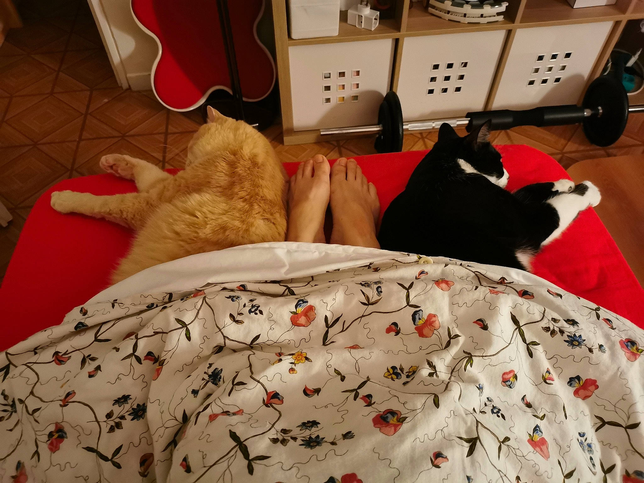 Momo a rejoint le concours — aidez-le/la à gagner de superbes lots ! bed, bed_frame, carnivore, cat, comfort, fawn, felidae, floor, flooring, interior_design, lamp, linens, mammal, orange, red, room, small_to_medium_sized_cats, textile, white, wood