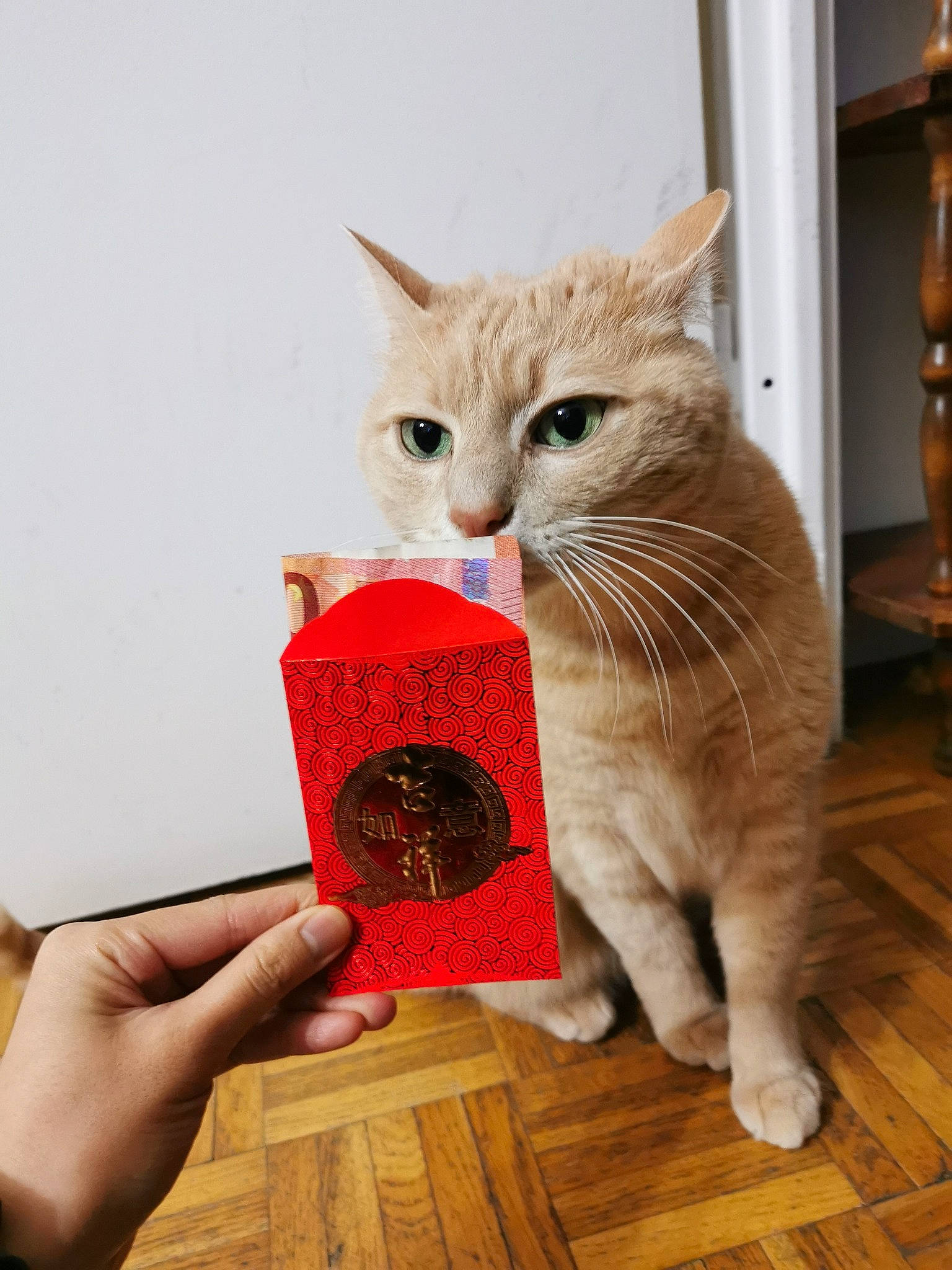 Momo a rejoint le concours — aidez-le/la à gagner de superbes lots ! carnivore, cat, domestic_short_haired_cat, fawn, felidae, flooring, fur, hardwood, laminate_flooring, paw, puzzle, small_to_medium_sized_cats, tail, thread, varnish, whiskers, wood, wood_flooring, wood_stain, wool