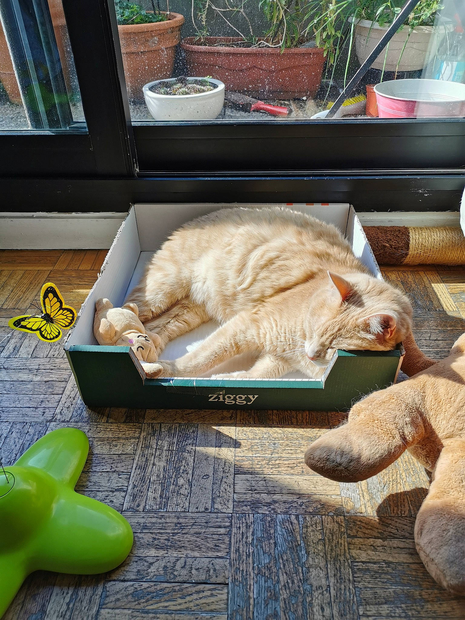 Momo a rejoint le concours — aidez-le/la à gagner de superbes lots ! canidae, carnivore, cat, comfort, companion_dog, domestic_short_haired_cat, fawn, felidae, flooring, fur, hardwood, nap, plant, rectangle, small_to_medium_sized_cats, sporting_group, table, tail, whiskers, wood