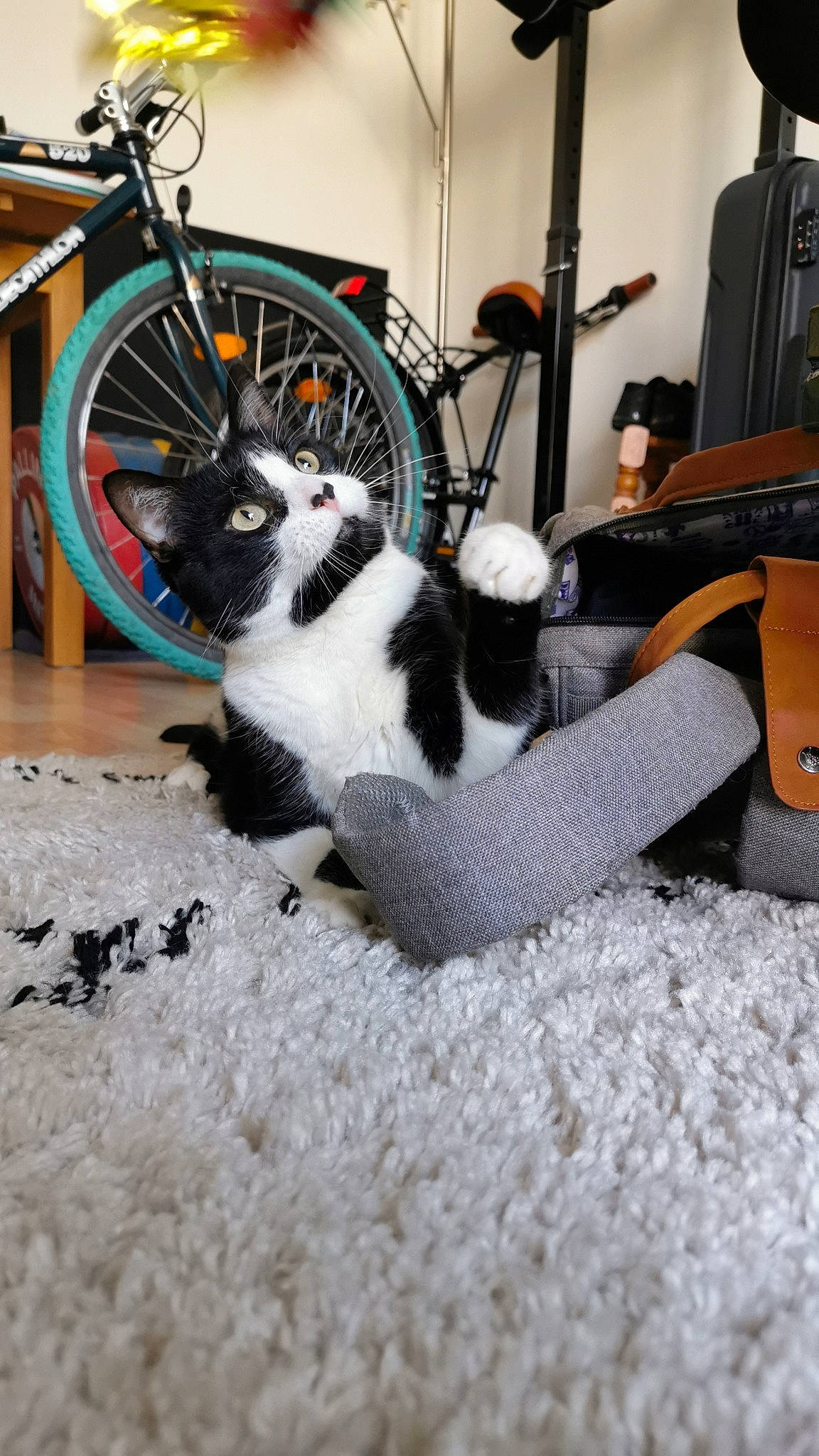 Winnie participe au concours pour gagner de l'argent avec cette photo : automotive_tire, bicycle, bicycle_fork, bicycle_frame, bicycle_handlebar, bicycle_tire, bicycle_wheel, carnivore, cat, crankset, felidae, fender, flooring, mammal, rim, small_to_medium_sized_cats, tire, vertebrate, wheel, whiskers