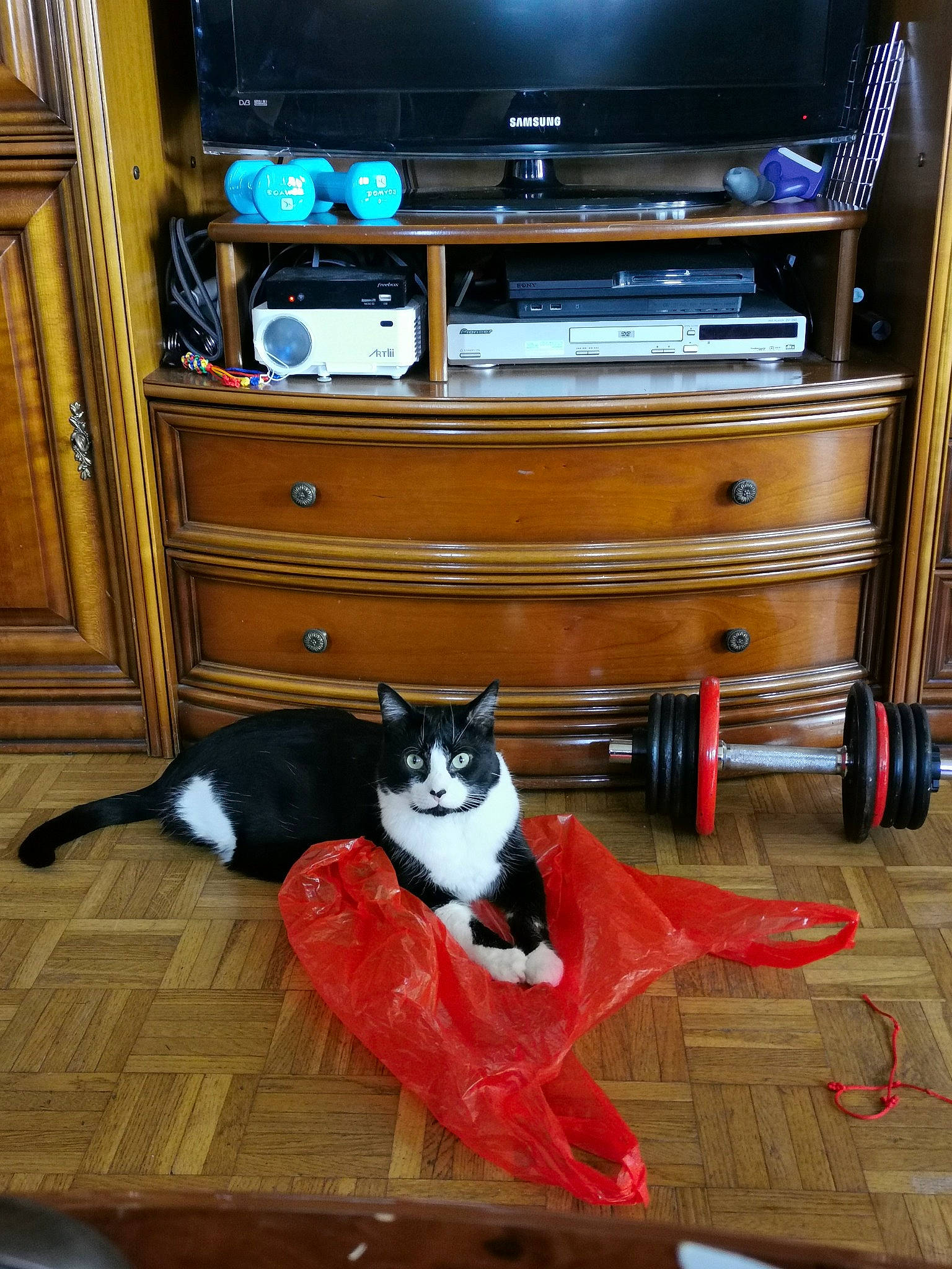 Winnie participe au concours pour gagner de l'argent avec cette photo : audio_equipment, audio_receiver, black, blue, cabinetry, carnivore, cat, chest_of_drawers, drawer, felidae, floor, flooring, hardwood, laminate_flooring, light, shelving, small_to_medium_sized_cats, whiskers, wood, wood_stain