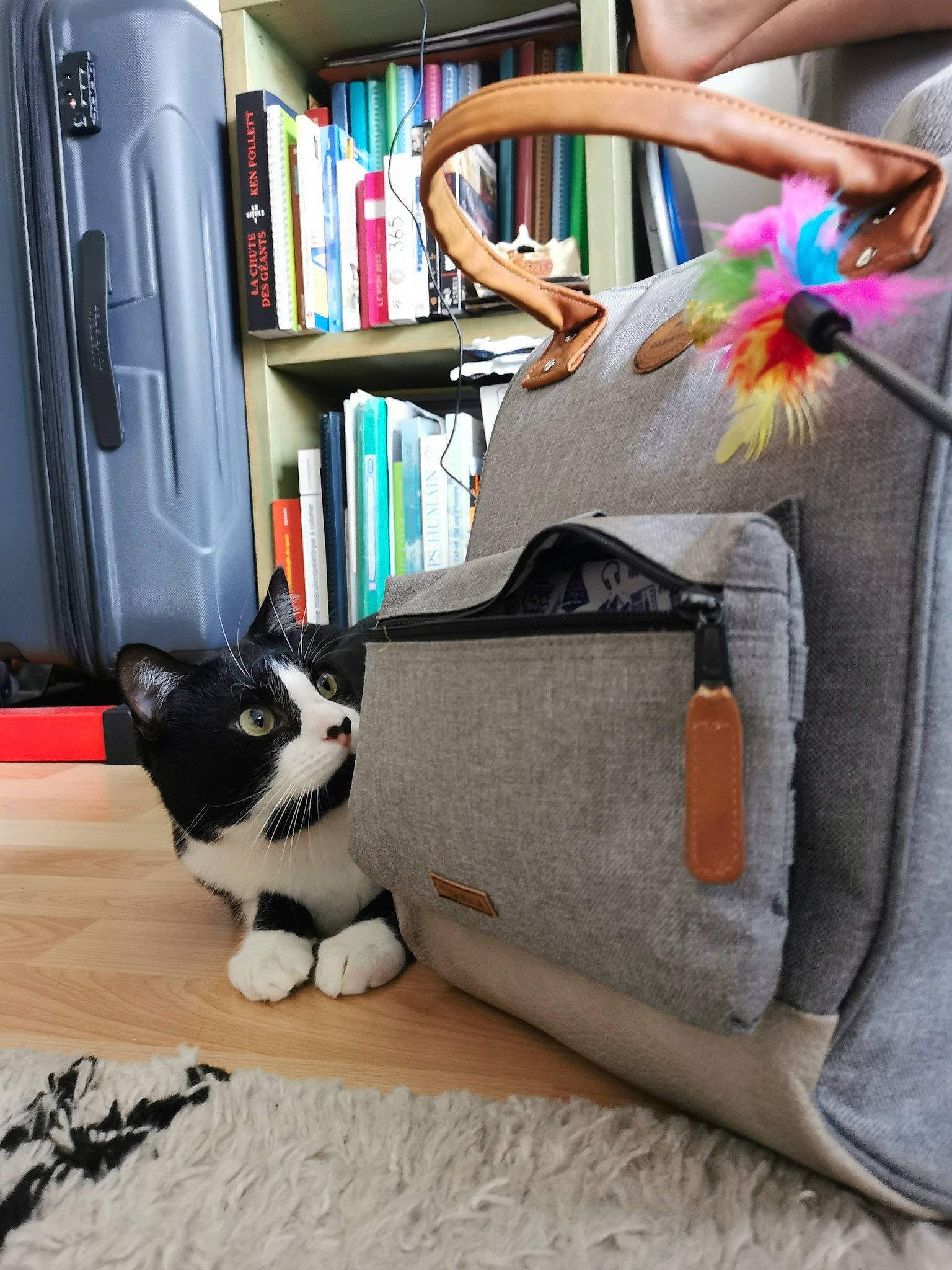 Winnie participe au concours pour gagner de l'argent avec cette photo : bag, bookcase, carnivore, cat, comfort, electronic_device, eyewear, felidae, grey, lamp, living_room, luggage_and_bags, mammal, shelf, shelving, small_to_medium_sized_cats, textile, vertebrate, whiskers, wood