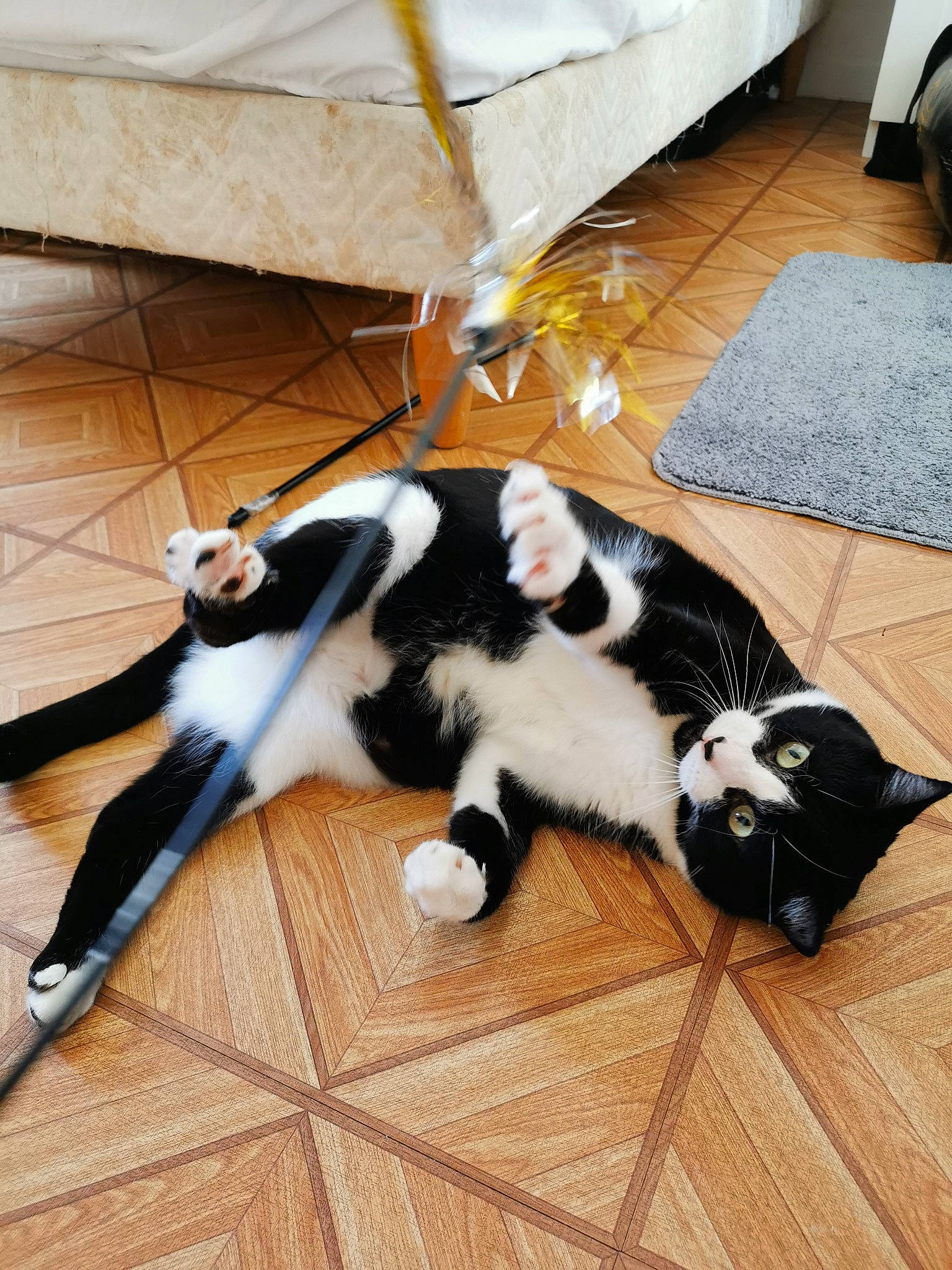 Winnie participe au concours pour gagner de l'argent avec cette photo : carnivore, cat, comfort, companion_dog, couch, dog_breed, domestic_short_haired_cat, felidae, floor, flooring, fur, hardwood, laminate_flooring, mammal, small_to_medium_sized_cats, snout, tail, vertebrate, whiskers, wood