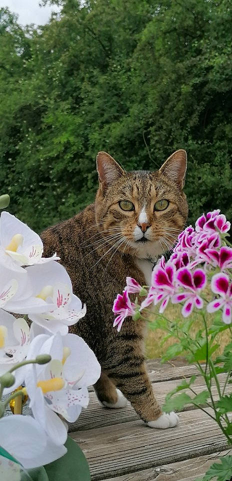 Filou a rejoint le concours — aidez-le/la à gagner de superbes lots ! carnivore, cat, fawn, felidae, flower, flowering_plant, fur, garden, grass, groundcover, herbaceous_plant, magenta, petal, pink, plant, small_to_medium_sized_cats, terrestrial_animal, terrestrial_plant, tree, whiskers