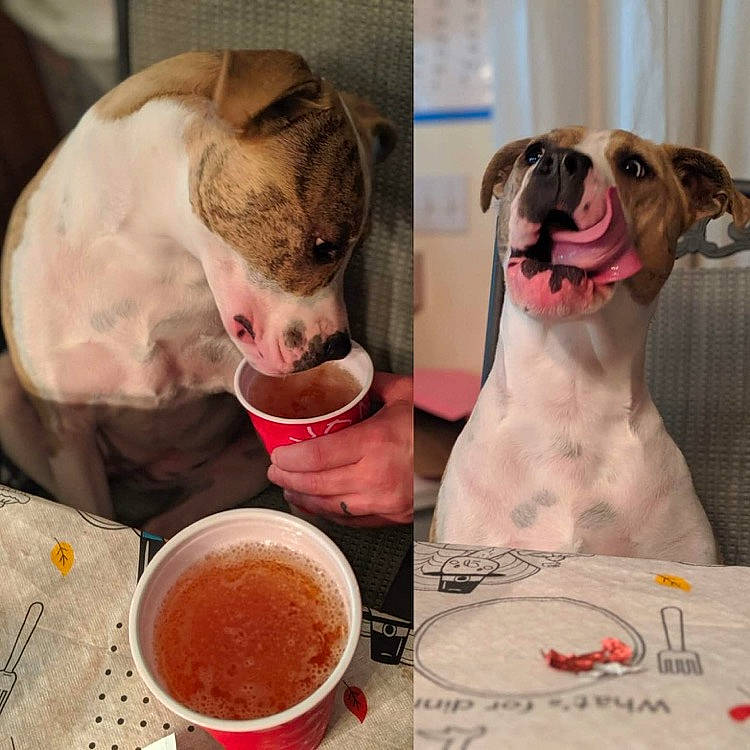 Riley is registered to the contest to win money with this photo: bowl, canidae, carnivore, collar, companion_dog, dog, dog_breed, dog_collar, dog_supply, fawn, hot_sauce, ingredient, liquid, liver, non_sporting_group, pet_supply, recipe, snout, working_animal, working_dog