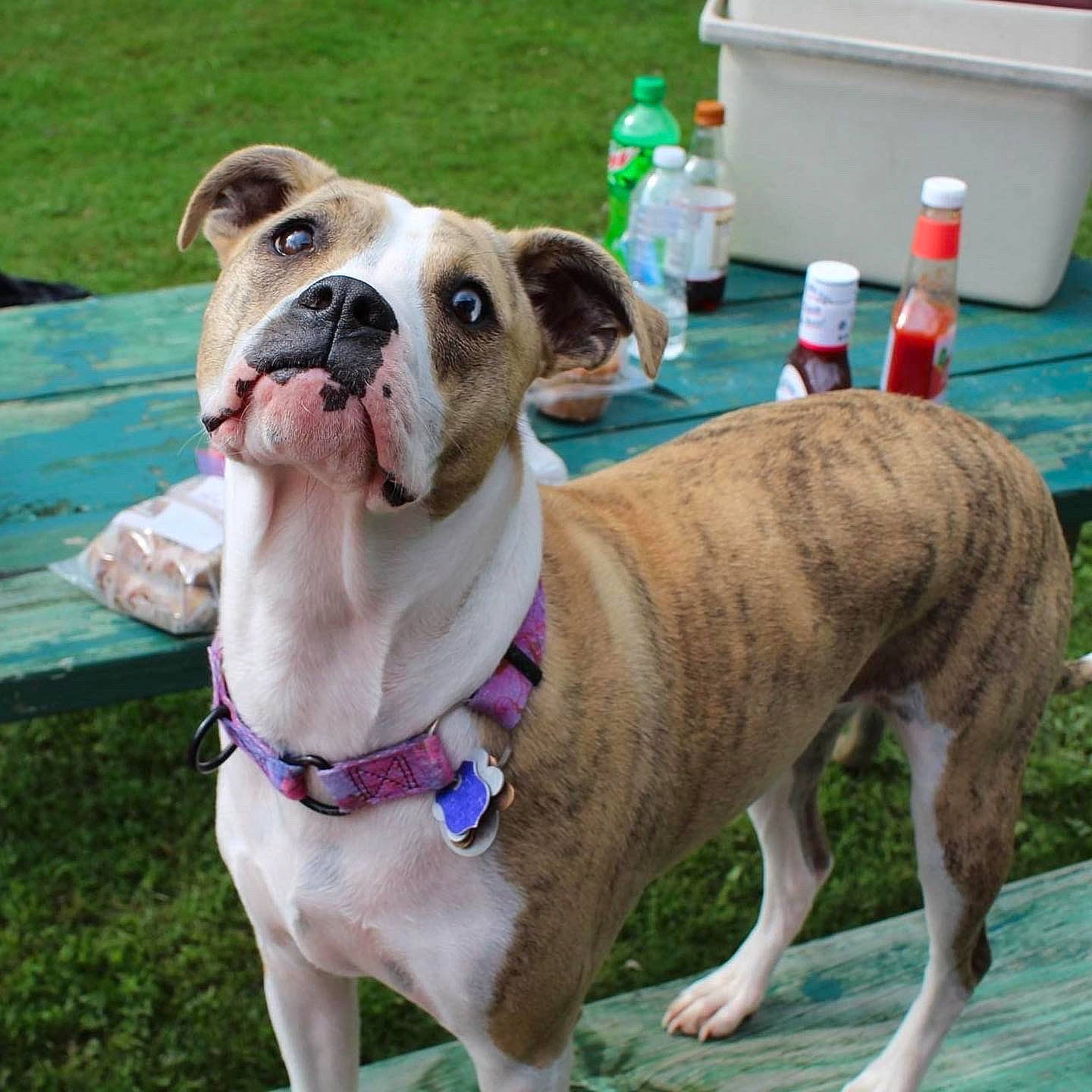 Riley joined the competition — help win amazing prizes! bottle, canidae, carnivore, collar, companion_dog, dog, dog_breed, dog_collar, dog_supply, fawn, leash, liver, old_english_bulldog, pet_supply, plastic_bottle, snout, sporting_group, water_bottle, whiskers, working_animal