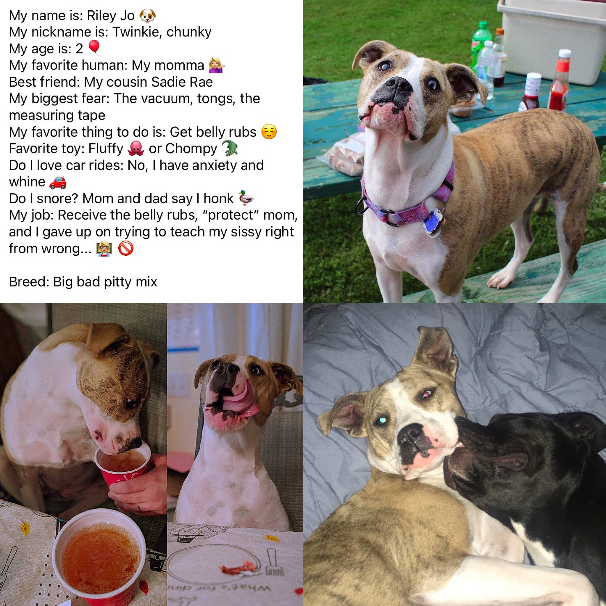 Riley joined the competition — help win amazing prizes! bowl, canidae, carnivore, collage, collar, companion_dog, dog, dog_breed, dog_collar, dog_supply, fawn, pet_supply, photo_caption, plate, recipe, snout, sporting_group, vertebrate, whiskers, working_animal