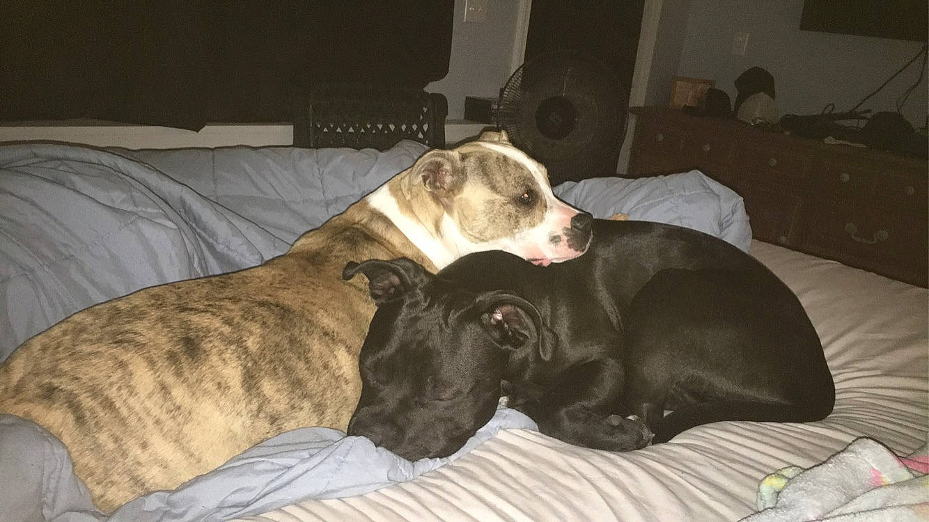 Riley is registered to the contest to win money with this photo: bed, canidae, carnivore, comfort, companion_dog, dog, dog_breed, home_accessories, linens, liver, living_room, mammal, pet_supply, snout, sporting_group, working_animal, working_dog